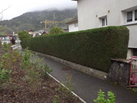 Taille au taille haie