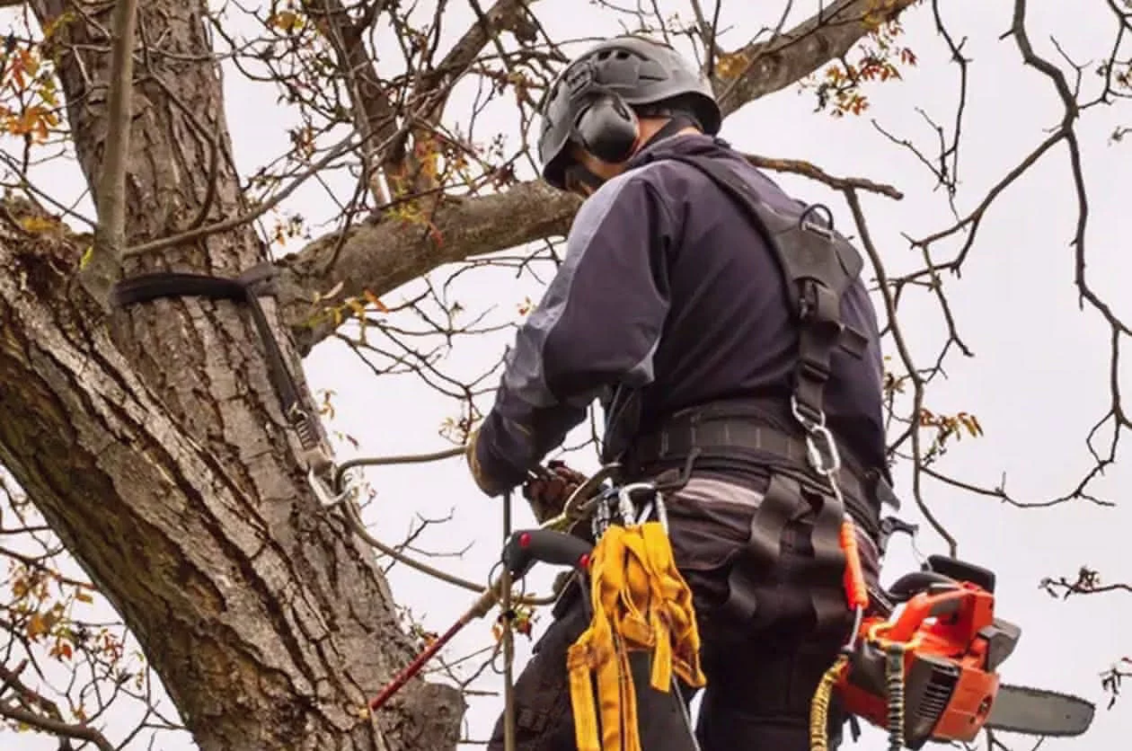 Elagage et abattage d'arbres par l'entreprise Mont Jardin à Thônes, dans les Aravis et bassin annécien