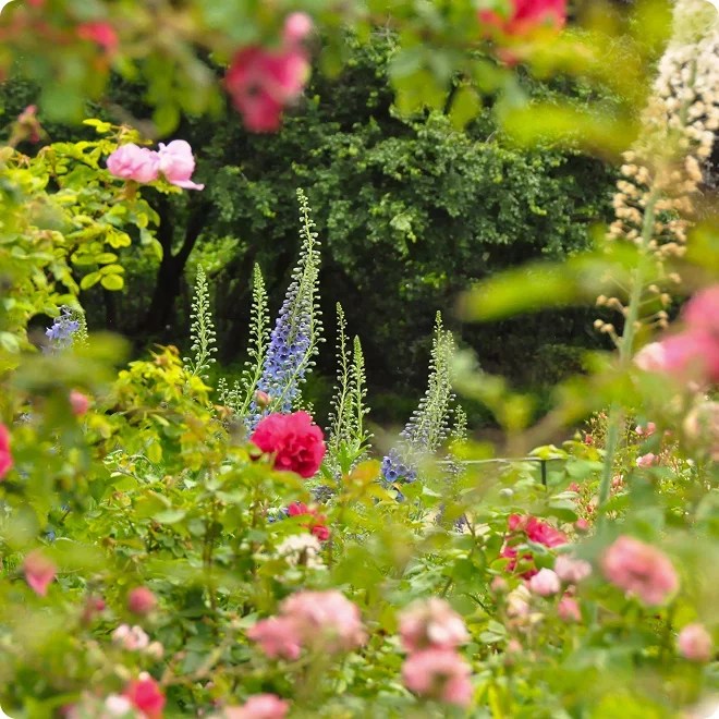 Fleurs ambiance champ&ecirc;tre dans un Mont Jardin au printemps &agrave; Th&ocirc;nes en Haute-Savoie